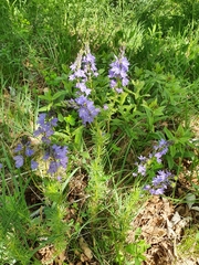 Veronica austriaca jacquinii
