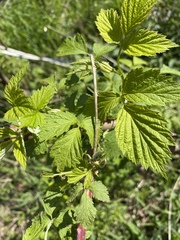 Rubus pubescens