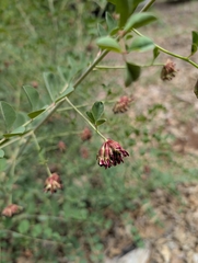 (c) Jacob Saucier, some rights reserved (CC BY) Hosackia crassifolia, photograph (c) Jacob Saucier, some rights reserved (CC BY)