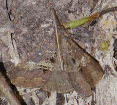 Oxaenanus brontesalis