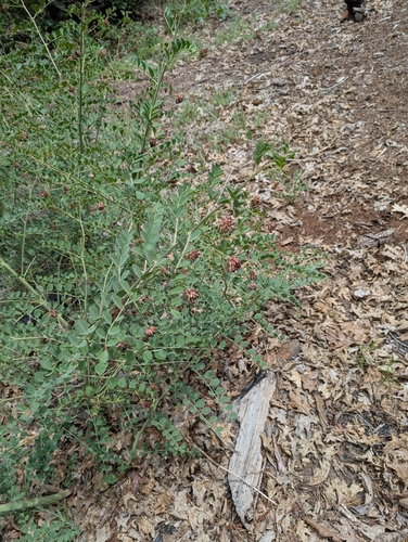 Hosackia crassifolia, photograph 2