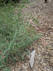 (c) Jacob Saucier, some rights reserved (CC BY) Hosackia crassifolia, photograph (c) Jacob Saucier, some rights reserved (CC BY)