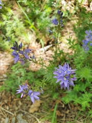 Veronica austriaca jacquinii
