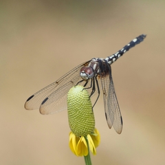 Dythemis fugax