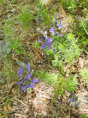 Veronica austriaca jacquinii