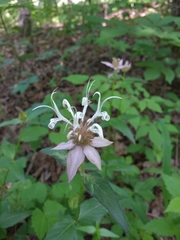 Monarda russeliana