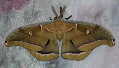 Antheraea polyphemus