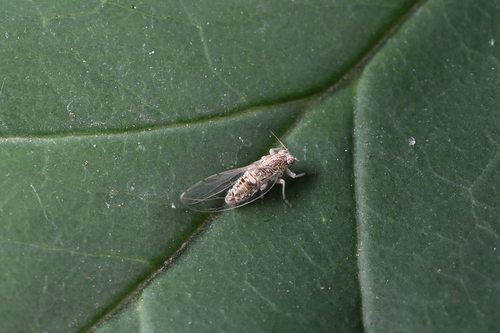 Trioza magnisetosa