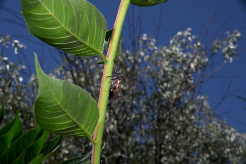 Spotted Lanternfly