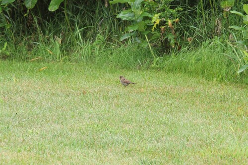 Song Sparrow