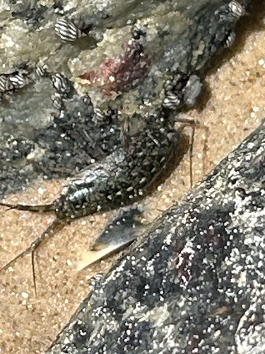 Wharf Louse