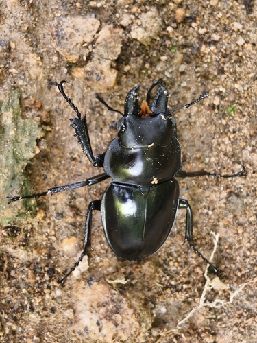 Neolucanus nitidus nitidus