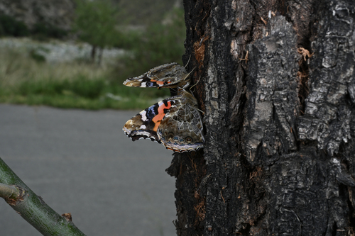 Indian Red Admiral