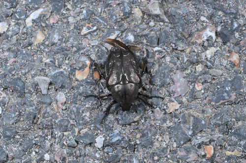 Protaetia famelica