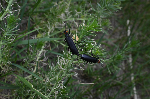 Epicauta sibirica
