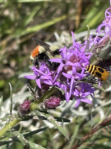 Hunt's Bumble Bee