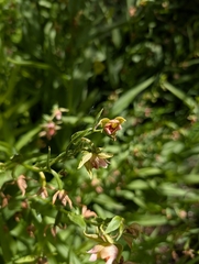 Epipactis gigantea, photograph (c) Jacob Saucier, some rights reserved (CC BY)