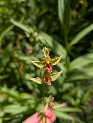 Epipactis gigantea, photograph 3