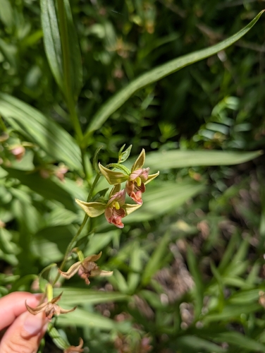 Epipactis gigantea, photograph 4