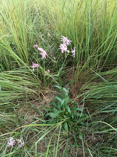 ragged-robin