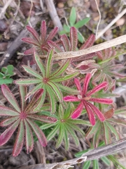(c) De Waal Hugo, some rights reserved (CC BY) Oxalis tomentosa, photograph (c) De Waal Hugo, some rights reserved (CC BY)