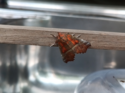 Herald Moth