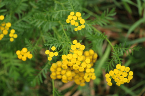 tansy
