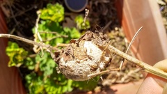 Antheraea polyphemus