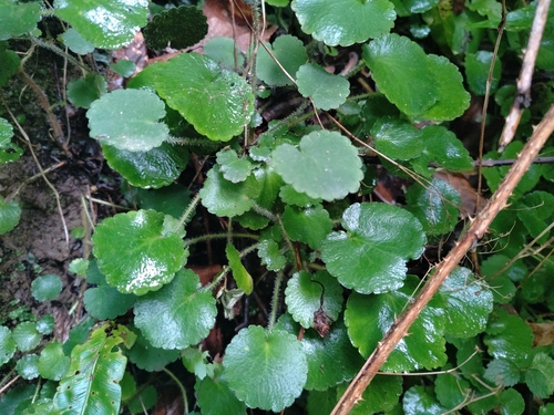 Saxifraga hirsuta, photograph 2