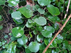 Saxifraga hirsuta, photograph (c) Augustin Soulard, some rights reserved (CC BY)
