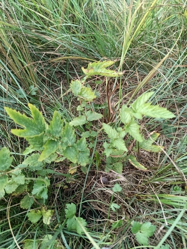 Meadowsweet
