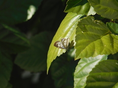 Leptotes cassius cassius