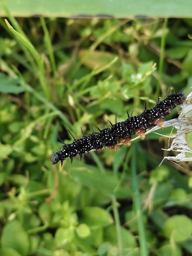 European Peacock Butterfly