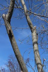 Salix × reichardtii