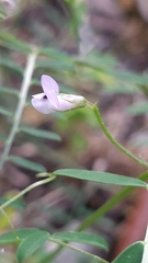 Vicia disperma