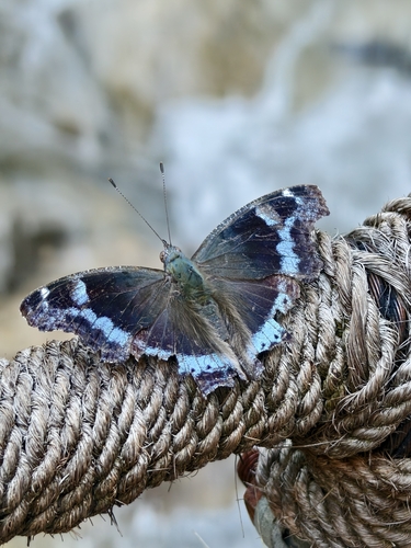 Blue Admiral