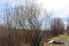 Salix × reichardtii