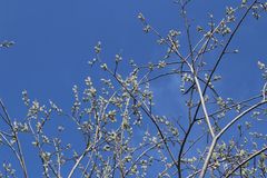 Salix × reichardtii