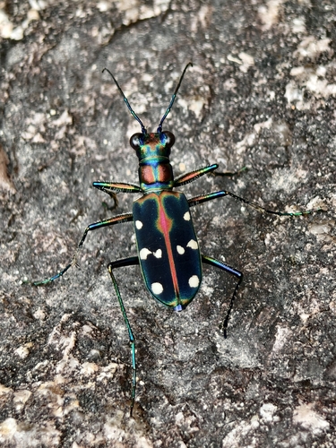 Cosmodela separata