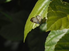 Leptotes cassius cassius