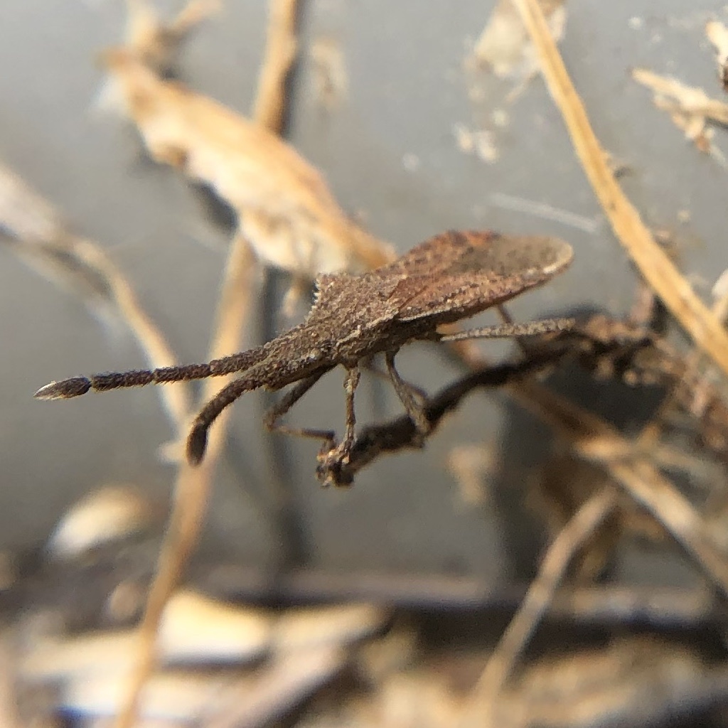 Coriomeris occidentalis