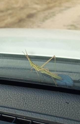 Mediterranean Slant-faced Grasshopper