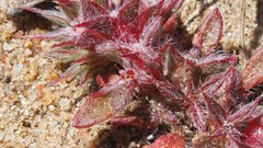 Chorizanthe polygonoides longispina