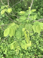 Robinia pseudoacacia