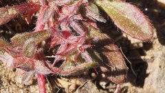 Chorizanthe polygonoides longispina