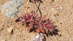 Chorizanthe polygonoides longispina