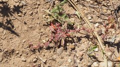 Chorizanthe polygonoides longispina