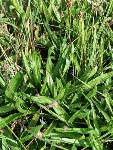 ribwort plantain