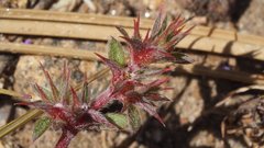 Chorizanthe polygonoides longispina