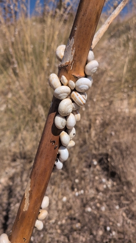 White Italian Snail